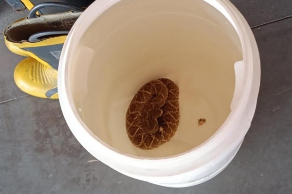 Foto: Colaboração/Corpo de Bombeiros