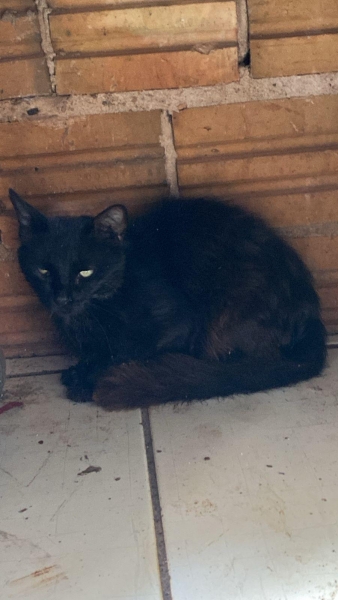 Gato que sobreviveu. Foto: Divulgação.