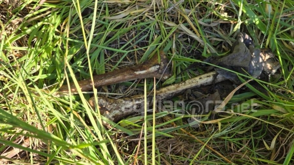 Os ossos encontrados aparentam ser de um homem. Foto: Cristine Kempp/AquiAgora.net.