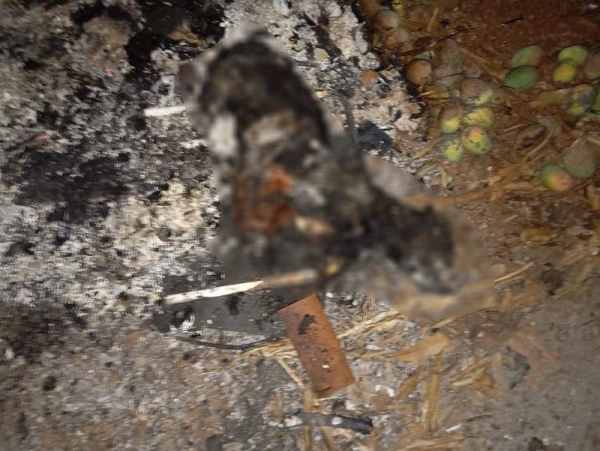 Foto: Portal Nova Santa Rosa.