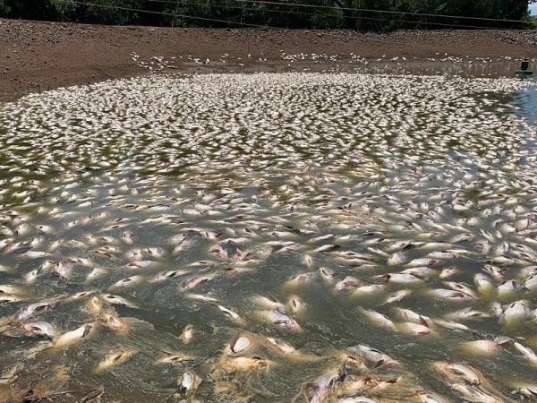 Fotos: Divulgação.