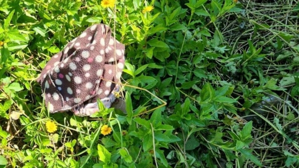 Fotos: Polícia Civil de Rebouças