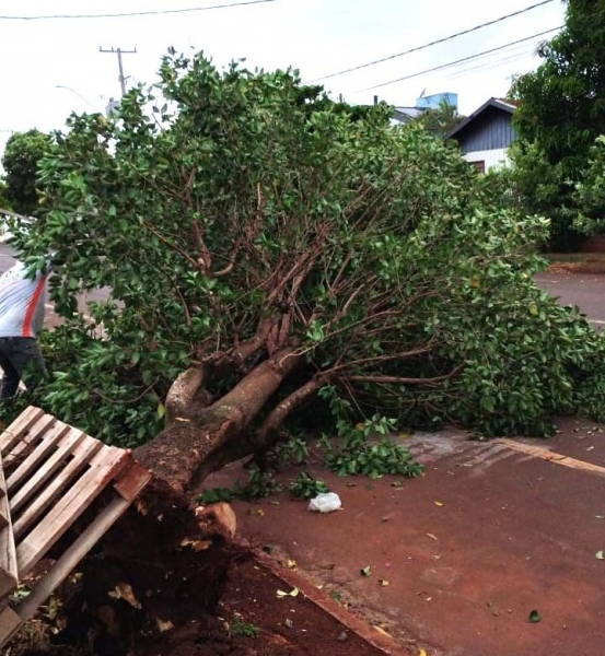 Fotos: Portal Palotina