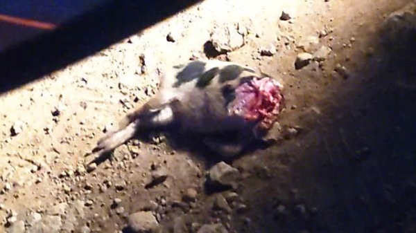 Foto: Reprodução/GoioNews