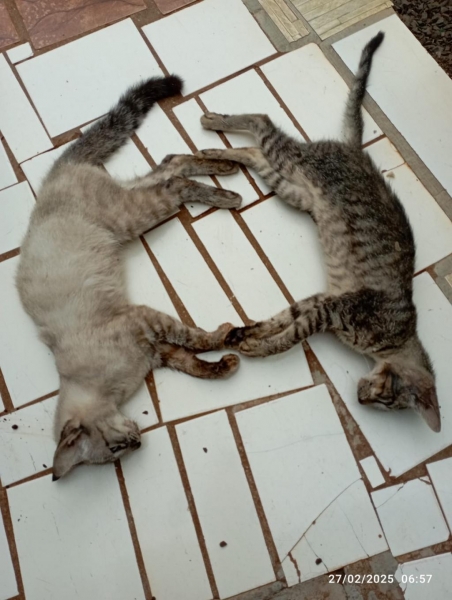 Foto: Internauta Portal Nova Santa Rosa