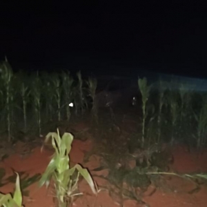 Fotos: Portal Palotina.