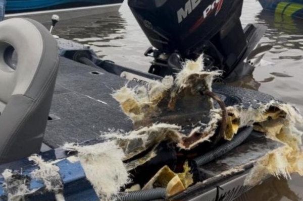 Fotos: Divulgação/Internet