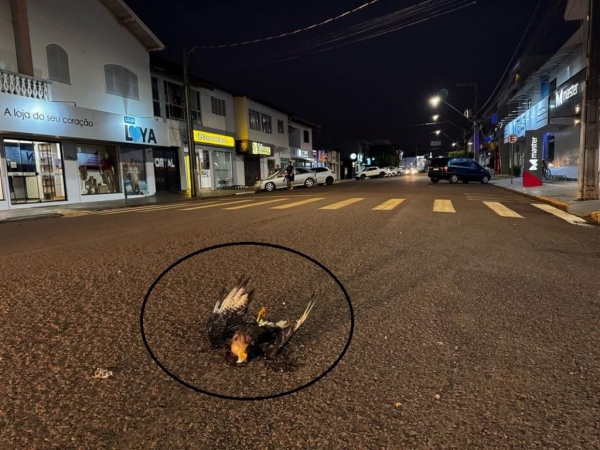 Fotos: Portal Nova Santa Rosa.