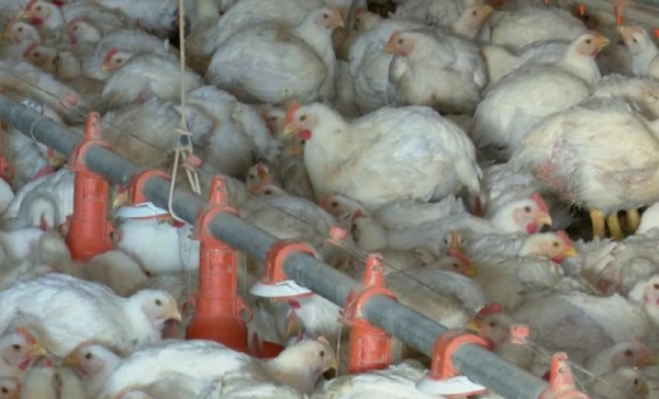Suspensão de compra de carne de frango pela China: Paraná ressalta protocolos de segurança na produção do estado — Foto: Reprodução/RPC