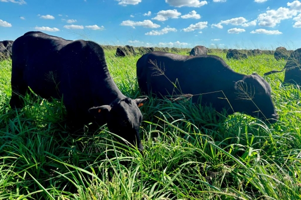 Foto: Alanis Moura Barbosa/Seab