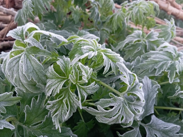 Planalto do Oeste. Fotos: Divulgação.