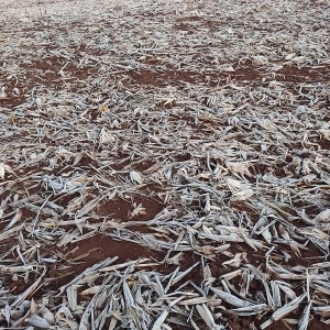 Alto Santa Fé. Foto: Colaboradora/Portal Nova Santa Rosa.