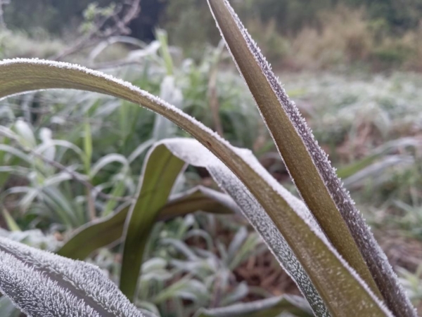 Foto: Colaboradora/Portal Nova Santa Rosa