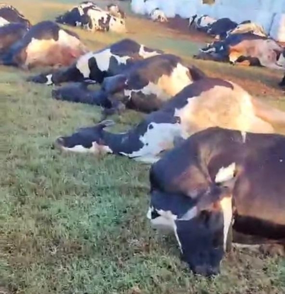 Fotos: Reprodução Marechal News