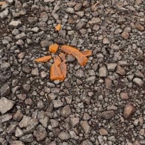 Foto: Portal Nova Santa Rosa