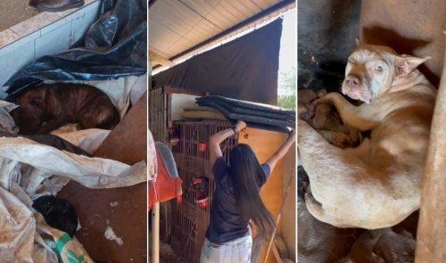 Foto: Polícia Civil.