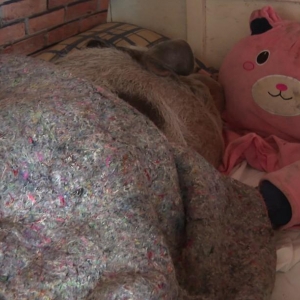 Porco Heitor tem cama, travesseiro, coberta e até um ursinho de pelúcia — Foto: Jorge Melo/RPC