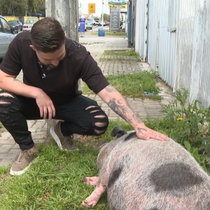 Barbeiro Mateus Rodrigues e o porco Heitor. — Foto: Jorge Melo/RPC