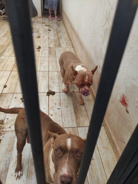 Fotos: Portal Nova Santa Rosa.