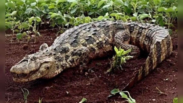 Foto: Reprodução/O Bonde