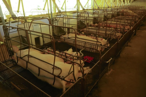 Paraná consolida liderança na genética suína, aponta Deral Foto: Ari Dias/AEN