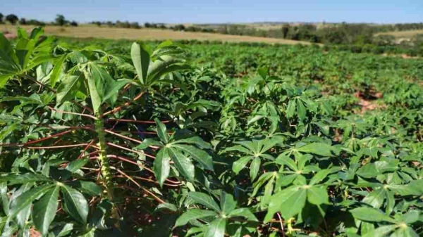  Foto: José Fernando Ogura/AEN