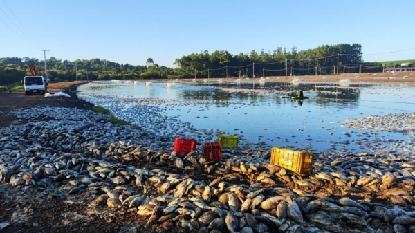 Foto: Paulo Michelon