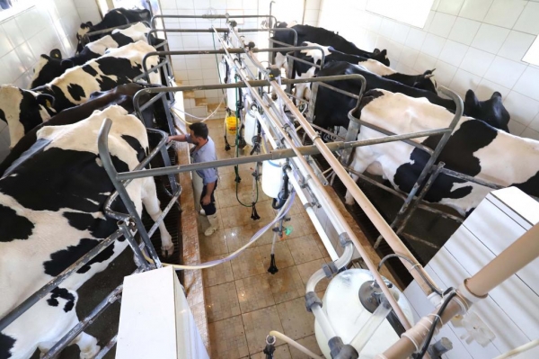 Paraná bate recorde na produção de frangos, suínos, bovinos, leite e ovos em 2025 Foto: Arnaldo Alves/Arquivo AEN