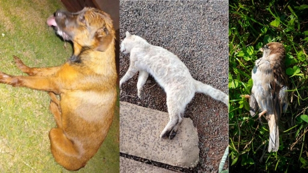 Fotos: Portal Nova Santa Rosa