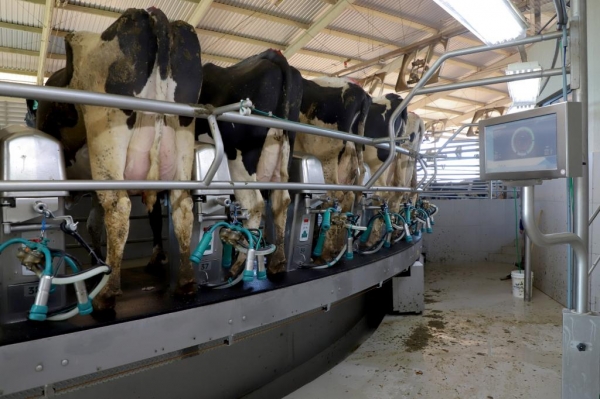 Cenário atual projeta aumento na remuneração do leite no Paraná, aponta Deral Foto: IDR