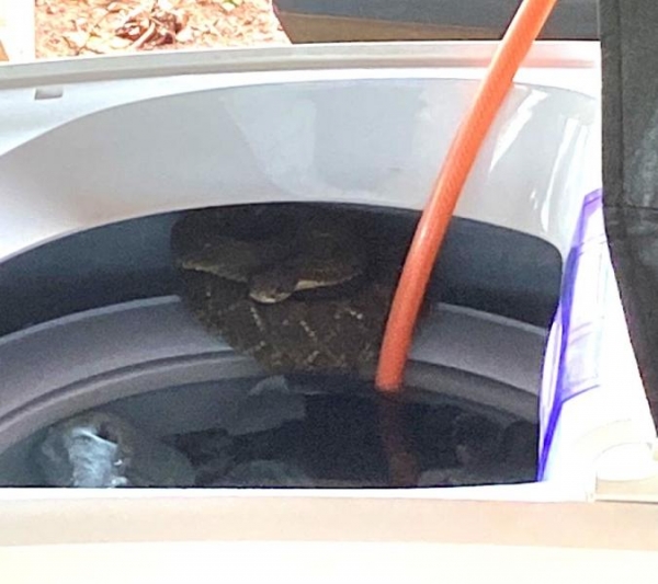 Foto: Reprodução (Portal Palotina)