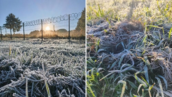 Palmas registrou geada no centro da cidade — Foto: Eli Piasentini