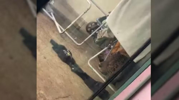 Onça é encontrada embaixo de varal de roupas em casa de Foz do Iguaçu — Foto: Jhonatan Bruno Salvador