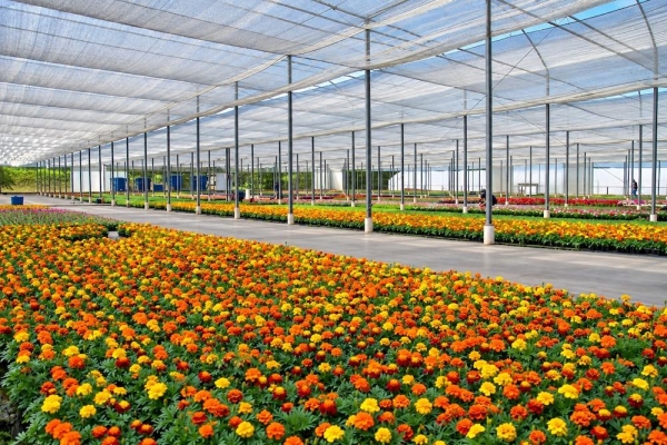Bela-flor: Galpão da empresa Bela Flor Plantas, de Campo Largo (PR), que trabalha com o cultivo de plantas ornamentais / Divulgação/Sicredi